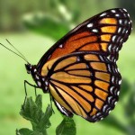 Butterfly Kep